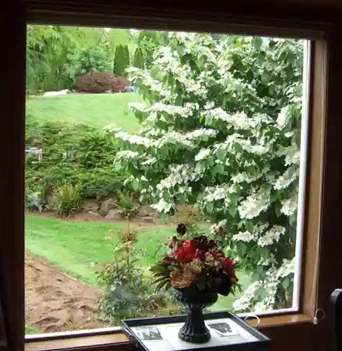 clear windows overlooking back yard after